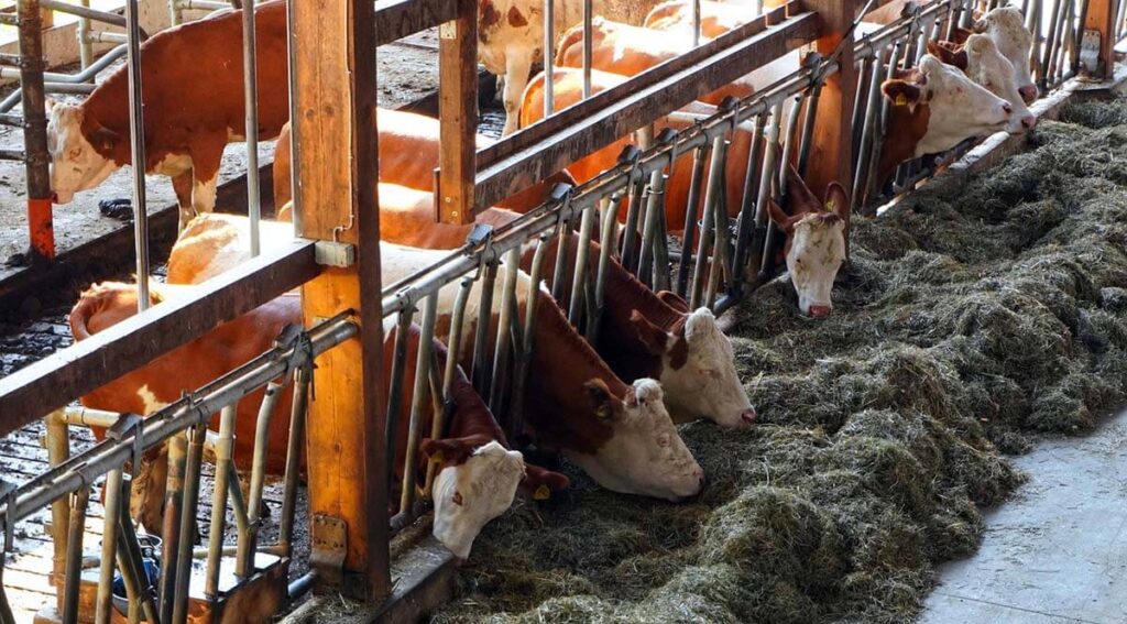 A Világbank kezdeményezi, hogy a mezőgazdasági támogatásokat csoportosítsák át az állattenyésztésről és állati eredetű élelmiszerek előállításáról a kisebb kibocsátással járó élelmiszerek felé.